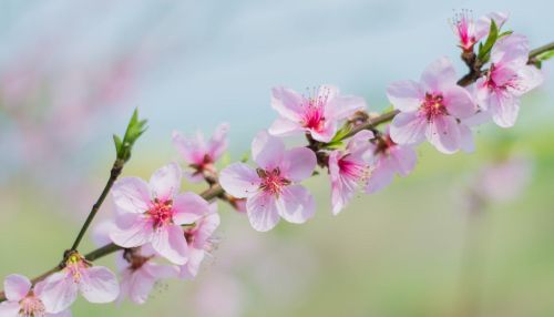 小学语文常用成语近反义词集合教案(小学语文常用成语近反义词集合有哪些)