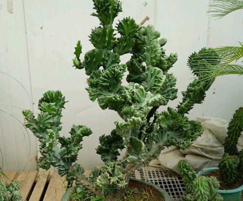 丑陋的花有哪些(丑陋植物)