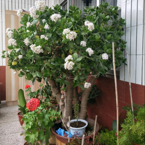 丑陋的花有哪些(丑陋植物)