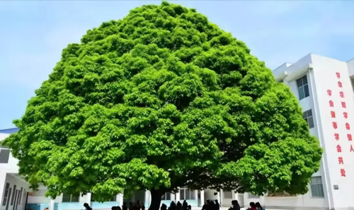 最旺宅的庭院树(十种旺家的庭院树)