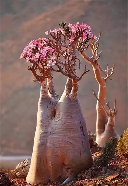 丑八怪花图片(丑八怪植物长什么样)