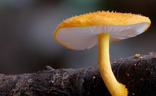 什么叫真菌?食用菌是最高等的真菌吗(食用真菌的种类)