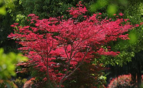 春天见到的红色枫叶大多是日本红枫吗(日本红枫春天是什么颜色)