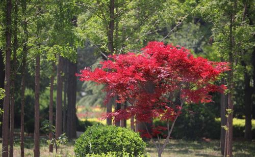 春天见到的红色枫叶大多是日本红枫吗(日本红枫春天是什么颜色)