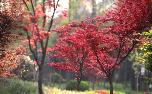 春天见到的红色枫叶大多是日本红枫吗(日本红枫春天是什么颜色)