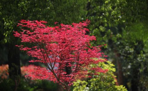 春天见到的红色枫叶大多是日本红枫吗(日本红枫春天是什么颜色)