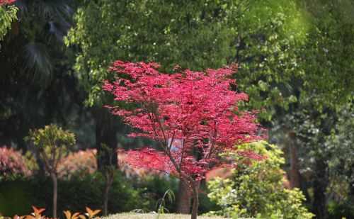 春天见到的红色枫叶大多是日本红枫吗(日本红枫春天是什么颜色)