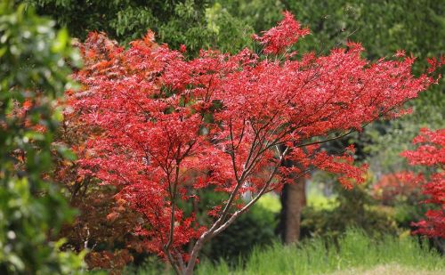 春天见到的红色枫叶大多是日本红枫吗(日本红枫春天是什么颜色)