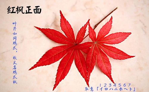 春天见到的红色枫叶大多是日本红枫吗(日本红枫春天是什么颜色)