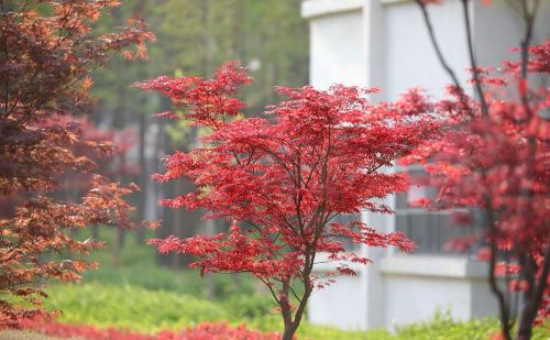 春天见到的红色枫叶大多是日本红枫吗(日本红枫春天是什么颜色)