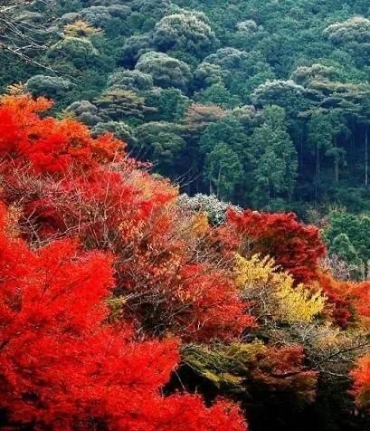 枫叶景点(枫叶观赏地)