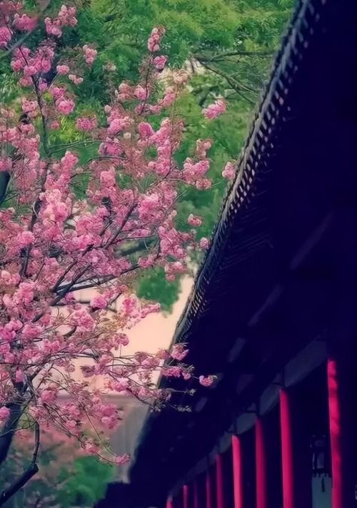 《大林寺桃花》宝贝牛古诗(《大林寺桃花》整首诗)