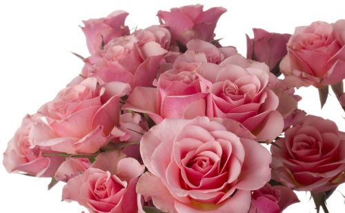 粉色玫瑰花代表什么意思(粉色玫瑰花语)