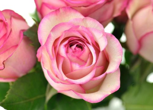粉色玫瑰花代表什么意思(粉色玫瑰花语)