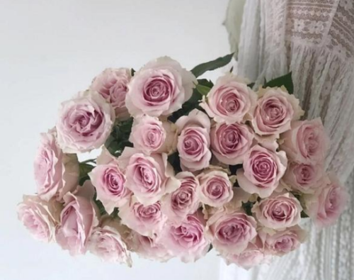 粉色系玫瑰有几种(粉色玫瑰品种大全介绍)