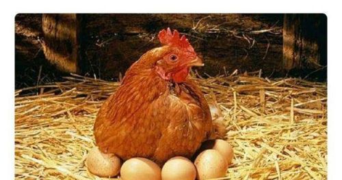 先有鸡还是先有蛋的正确答案(先有鸡还是先有蛋 科学家们给出答案)