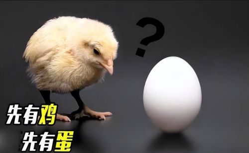 先有鸡还是先有蛋的正确答案(先有鸡还是先有蛋 科学家们给出答案)