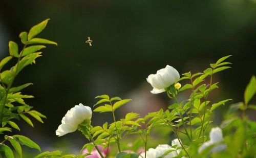 待你长发及腰下一句的句子(待你长发及腰的下半句是什么)