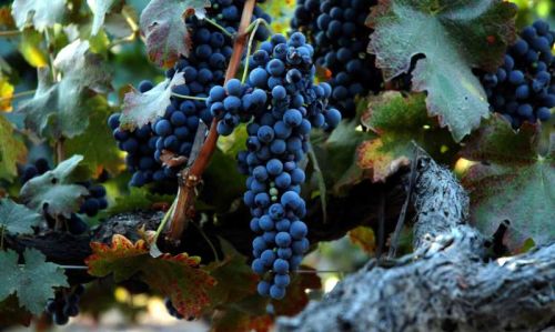 葡萄品种 西拉(西拉葡萄品种的特点及主要产区)