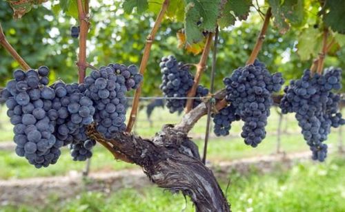 葡萄品种 西拉(西拉葡萄品种的特点及主要产区)