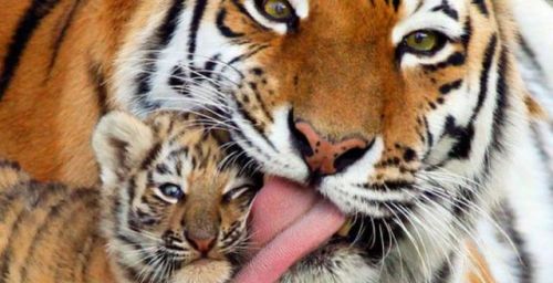 老虎的舌头有多可怕(老虎的舌头有什么作用?)