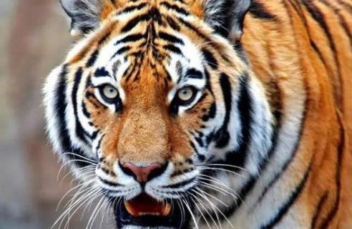 老虎的舌头有多可怕(老虎的舌头有什么作用?)