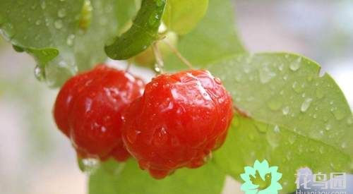 红果仔的种植与养护(红果仔种子怎么种)