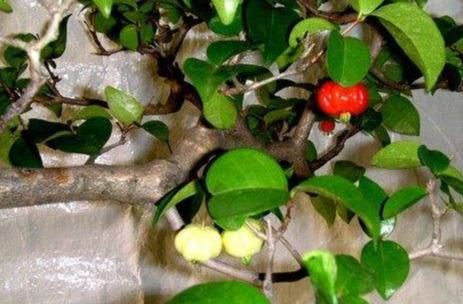 红果仔的种植与养护(红果仔的果实长什么样)