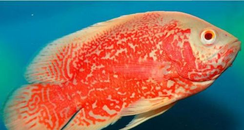 常见的热带鱼品种(热带鱼品种名称)