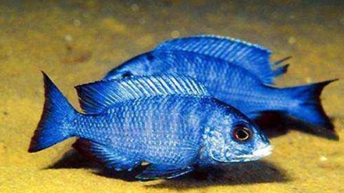 常见的热带鱼品种(热带鱼品种名称)