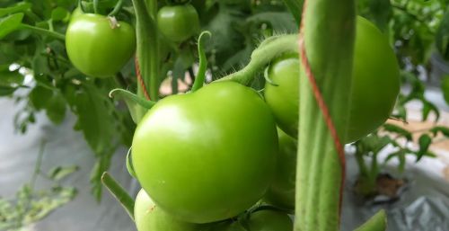 番茄种植施肥技术和管理技术(番茄怎样种植高产)
