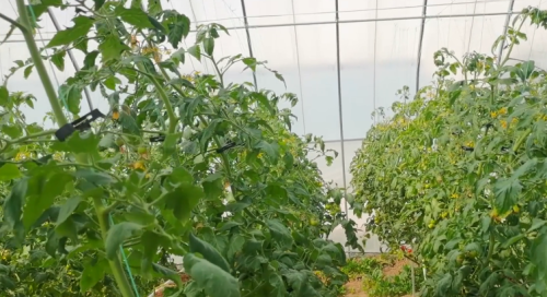 番茄种植施肥技术和管理技术(番茄怎样种植高产)