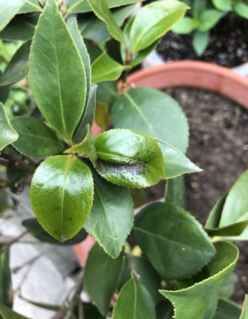 给花浇醋会死吗(给花浇醋水有什么好处)