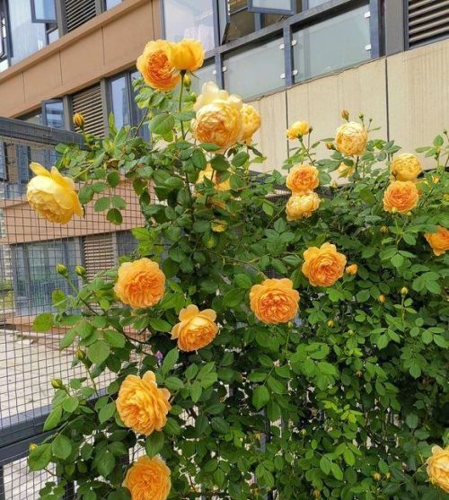 给花浇醋会死吗(给花浇醋水有什么好处)