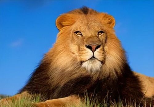 老虎和狮子谁才是真正的万兽之王(老虎和狮子,谁才是真正的万兽之王英语)