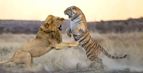 老虎和狮子谁才是真正的万兽之王(老虎和狮子,谁才是真正的万兽之王英语)