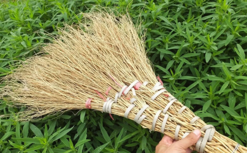 做扫帚的草叫什么草(可以做扫帚的草)