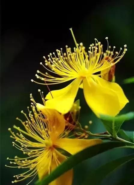 花开并蒂枝相连出处(花开并蒂是什么花)