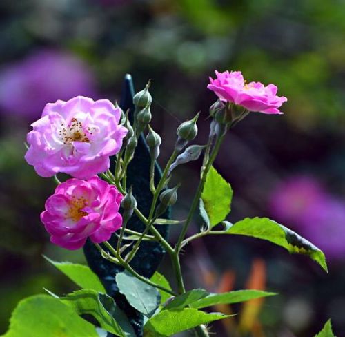 七姊妹花香吗(七姊妹花寓意)