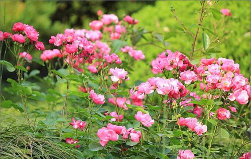 七姊妹花香吗(七姊妹花寓意)