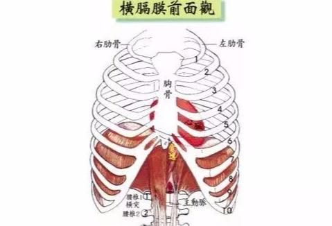 什么是横膈膜?它在歌唱中有什么作用(横膈膜是干嘛的)