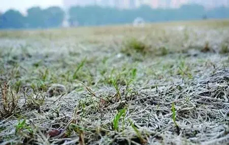 枫叶红霜(霜染红枫)