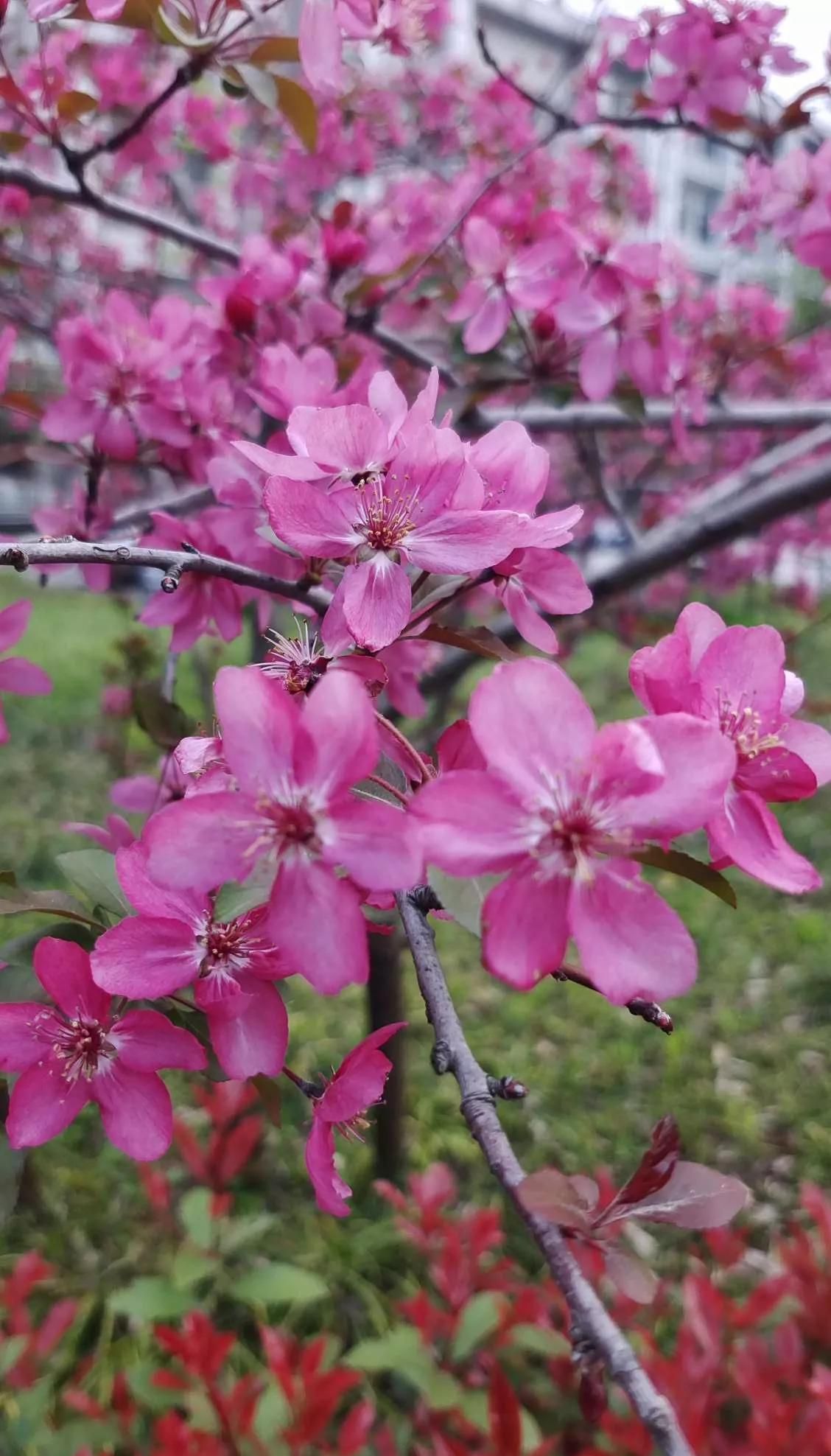 一花一世界的下一句话是什么(一花一世界形容什么)