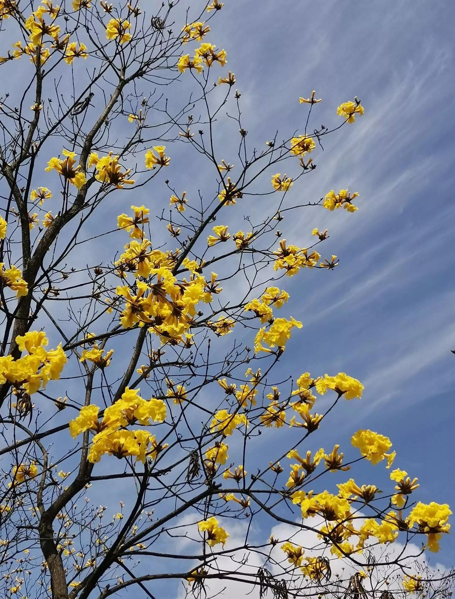 一花一世界的下一句话是什么(一花一世界形容什么)