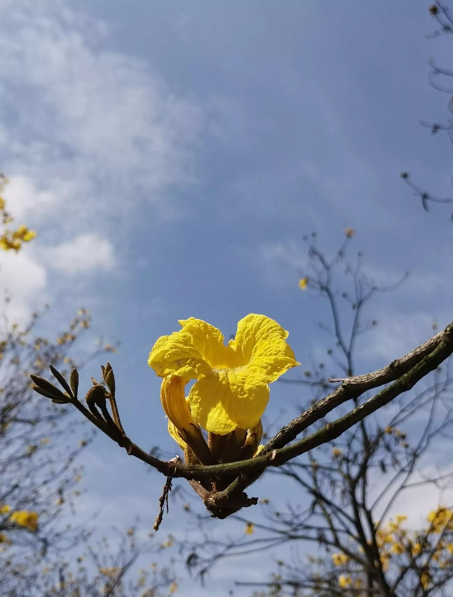 一花一世界的下一句话是什么(一花一世界形容什么)