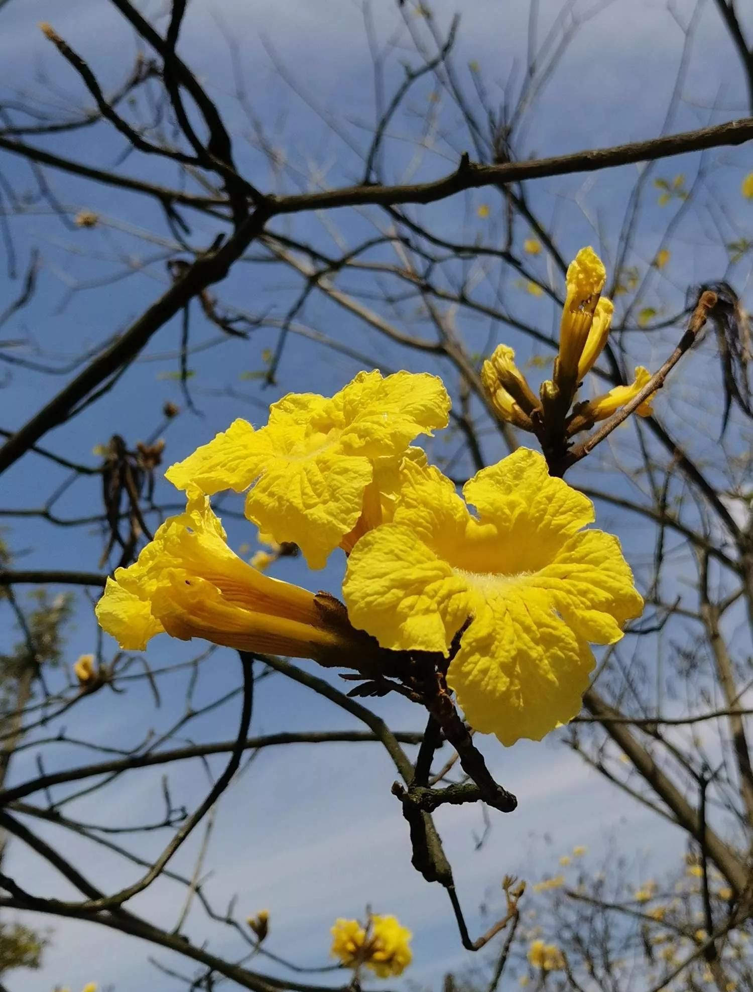 一花一世界的下一句话是什么(一花一世界形容什么)