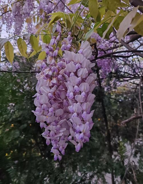 一花一世界的下一句话是什么(一花一世界形容什么)