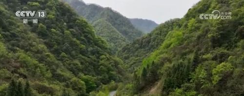 “中国鸽子树”珙桐迎来开花季 当地破解野生植物保护多个技术难题