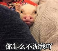 情侣猪猪头像图片大全可爱(猪猪情侣图片)