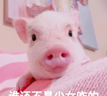情侣猪猪头像图片大全可爱(猪猪情侣图片)